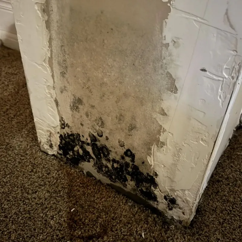Professional Mold Removal in Strong, ME